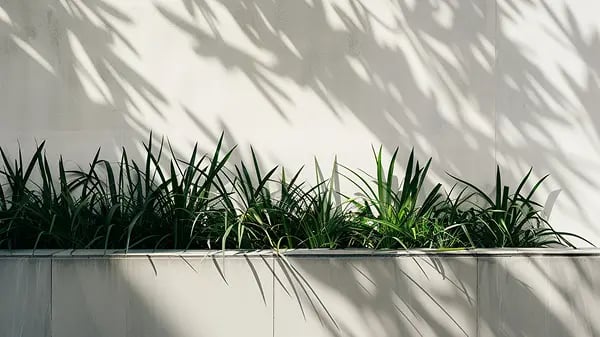 Green plants along concrete wall, clean landscaping detail