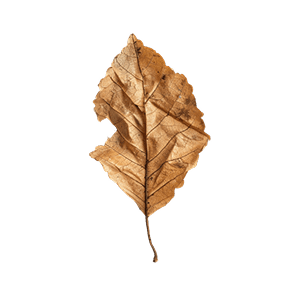 Dried leaf, soft decorative element, natural texture