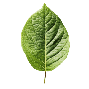 Green leaf, natural decorative element, soft organic detail